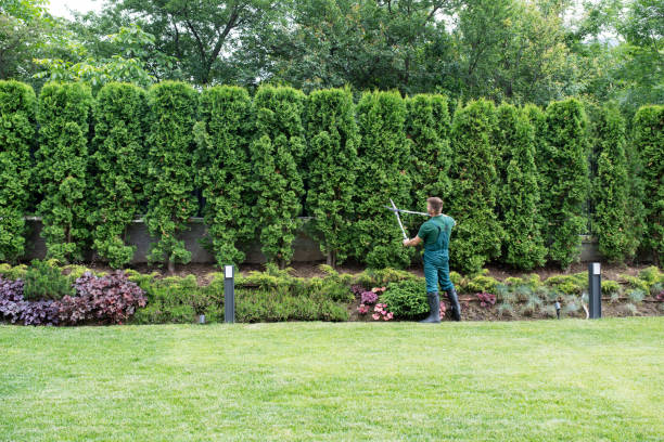 Best Lawn Maintenance Plans  in Hartford, IL