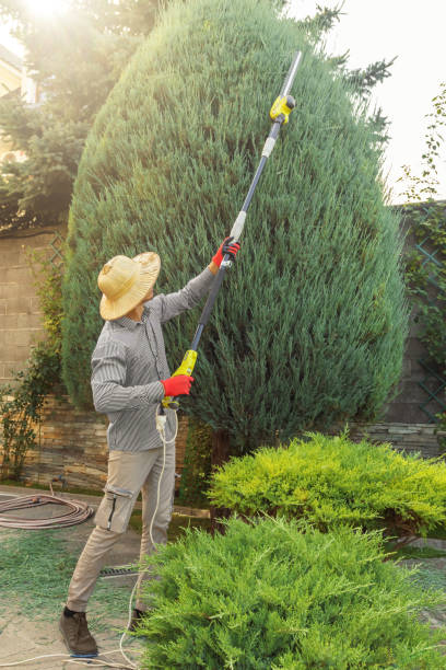 Trusted Hartford, IL Tree Care Services Experts