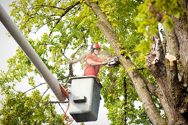 Tree and Shrub Care in Hartford, IL